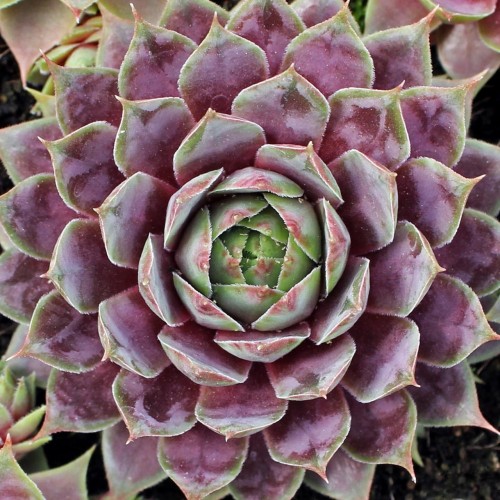 Sempervivum 'Purple Passion' - Mägisibul 'Purple Passion'